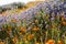 Backlit, afternoon sun view of orange poppies and lacy phacelia during the California wildflower super bloom