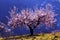 Backlit Almond Blossom