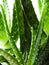 Backlit Aloe Vera plant with white dots