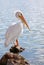 Backlit American White Pelican