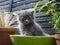 Backlit angry looking tiny grey kitten