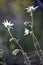 Backlit Australian Flannel Flowers