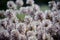 Backlit Australian native purple Mulla Mulla flowers