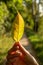 Backlit autumn leaf in woman`s hand against unfocused forest