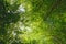 Backlit beech tree canopy on a sunny day.