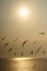 Backlit Birds gliding at sunset