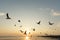 Backlit Birds gliding at sunset