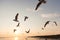 Backlit Birds gliding at sunset