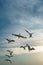 Backlit Birds snatching food in sky