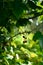 Backlit black currant berries growing on a bush in garden