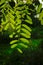 Backlit black locust leafs - Robinia
