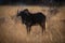 Backlit black wildebeest stands in long grass