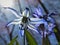 Backlit Blue Siberian Squill Flowers