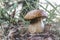 Backlit boletus mushroom in the forest