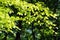 Backlit branch of a beech tree in a wood