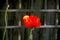 Backlit, brilliant red oriental poppy and seed head