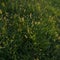 Backlit bristle grass in field, problematic green foxtail