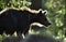 Backlit brown bear cub. Bear Cub against a sun. Brown bear in back light. Lit by evening sun at summer forest