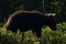 Backlit brown bear cub. at summer forest