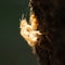 Backlit Brown Cicada Shell on Tree in Sydney, Australia