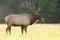 Backlit bull moose in rut