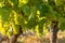 Backlit bunches of ripe Sauvignon Blanc grapes on vine in vineyard with copy space