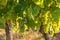 Backlit bunches of ripe Sauvignon Blanc grapes in vineyard