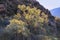 Backlit cactus on a hill near Chivay town in Peru