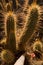 Backlit cactus plants at sunset, Majorelle garden in Marrakech, Morocco