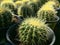 Backlit Cactus Succulent Variety at Local Market