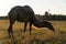 Backlit camel against the background of the mill