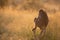 BACKLIT CHACMA BABOON 05