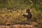 BACKLIT CHACMA BABOON 08