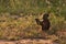 BACKLIT CHACMA BABOON 09