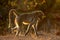 Backlit chacma baboon - Kruger National Park