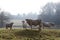 Backlit Charolais Cows Cold Winter Mist