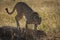 Backlit cheetah climbing down from termite mound