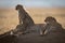 Backlit cheetah and cub on termite mound