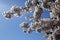 Backlit Cherry Blossoms with Blue Sky