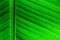 Backlit close up details of fresh banana leaf structure as a natural texture eco green background