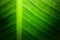 Backlit close up details of fresh banana leaf structure eco green texture background
