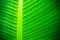 Backlit close up details of fresh banana leaf structure with midrib perpendicular to the frame