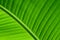 Backlit close up details of fresh green banana leaf structure as a natural texture green background