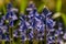 Backlit common bluebells in bloom