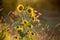 Backlit common sunflower in bloom seen with other plants in soft focus background