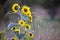 Backlit common sunflower in bloom seen with other plants in soft focus background