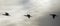 Backlit cormorants in flight