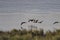Backlit cormorants in flight over river