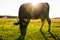 Backlit cow grazing in a field at sunset.