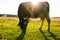 Backlit cow grazing in a field at sunset.